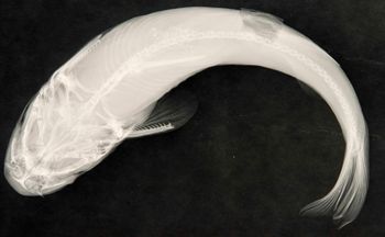 Media type: image;   Ichthyology 54388 Aspect: ventral,description
